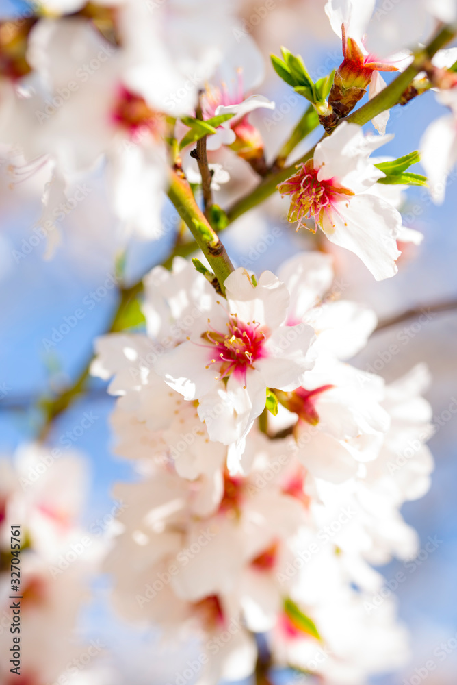 Fototapeta premium Almond tree on sunny day blue sky