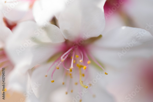 Almond tree flower close up