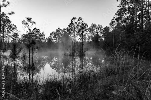 Foggy morning on the pond
