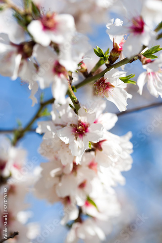 Almond tree on daylight blue sky
