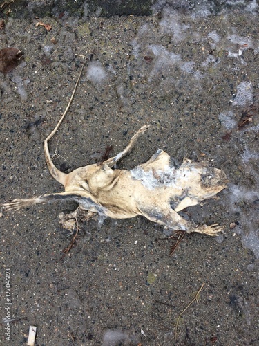 Dead dried squirrel