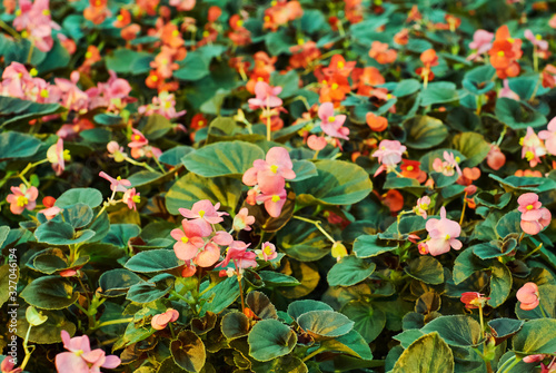 growing vibrant pink and red begonias close-up