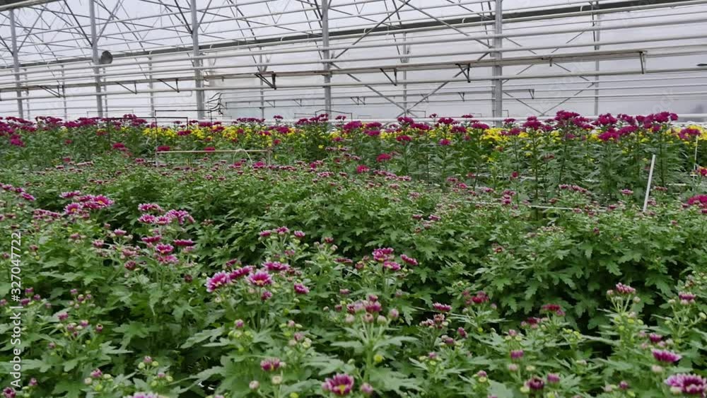greenhouse with flowers chrysanthemums for sale in the women's day on March 8 greenhouse with flowers chrysanthemums for sale in the women's day on March 8