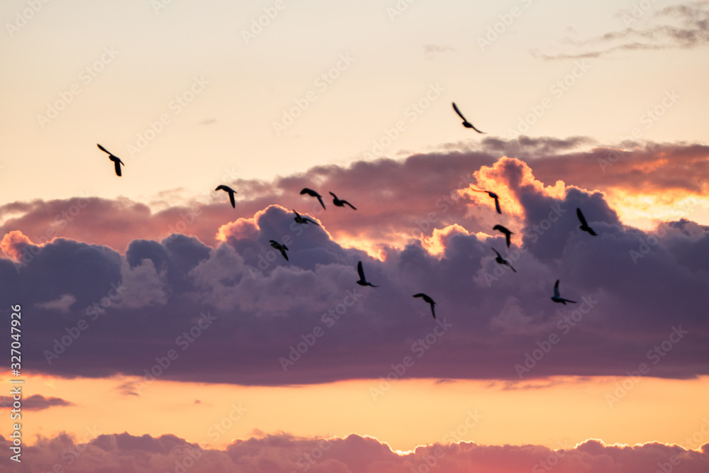 birds in the sky during sunset