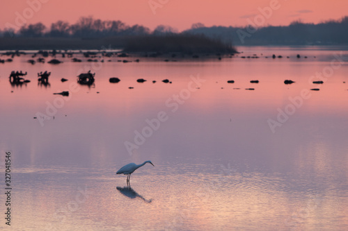 Bird during sunset