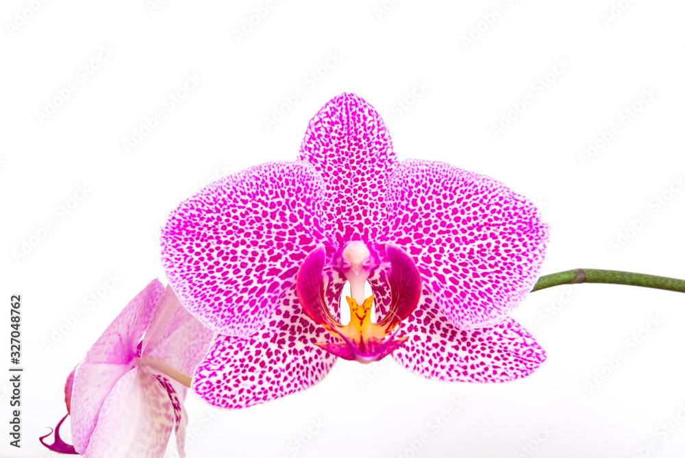 Fototapeta premium A beautiful, fragrant pink spotted orchid bloomed at home. Stunningly beautiful blooming orchid close-up.
