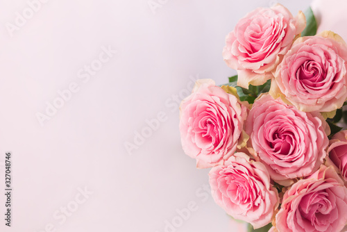 Beautiful pink roses on a soft background