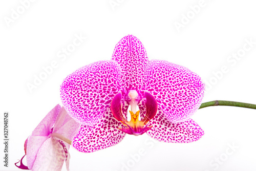 A beautiful, fragrant pink spotted orchid bloomed at home. Stunningly beautiful blooming orchid close-up.