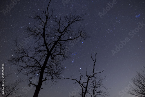 Orion constellation on a dark sky and tree silhouette  night outdoor background