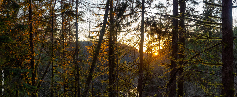 Beautiful and Vibrant Green Woods with fresh trees near a lake during sunset. Taken in White Pine Beach, Port Moody, Vancouver, British Columbia, Canada. Panorama