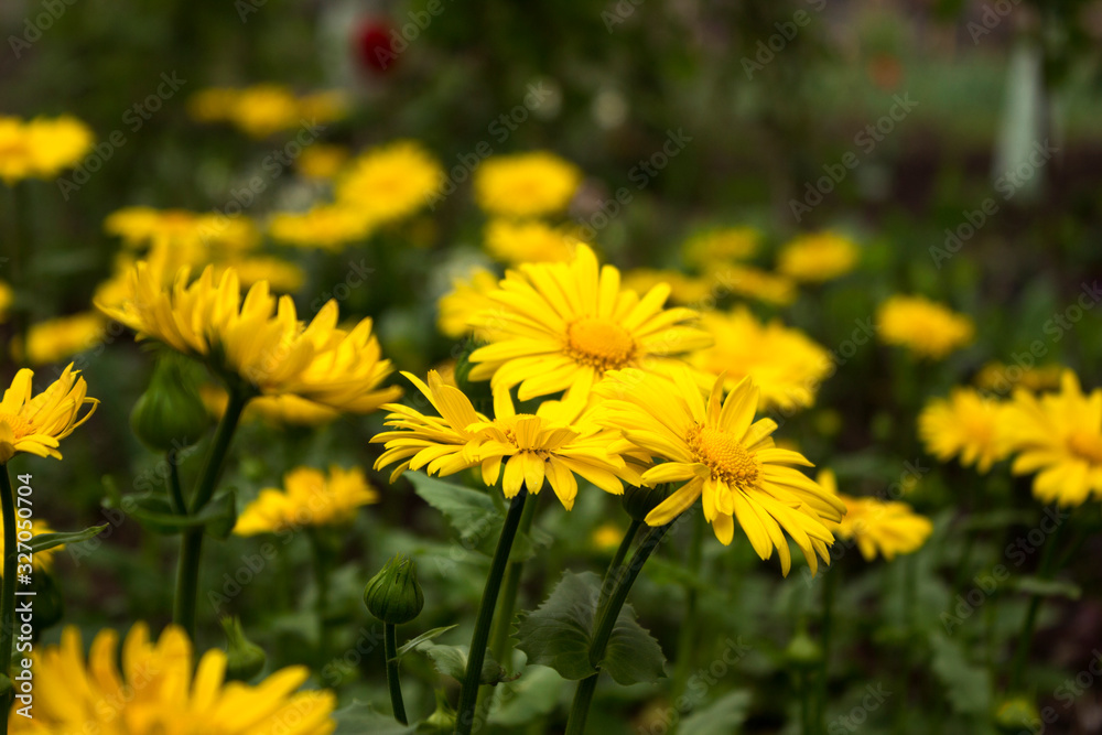 Doronicum orientale (Leopard's Bane) - spring flower like a yellow daisy, beautiful background. Sunflower family (Asteraceae) Doronicum orientale (Leopard's Bane) - spring flower like a yellow daisy, beautiful background. Sunflower family (Asteraceae)