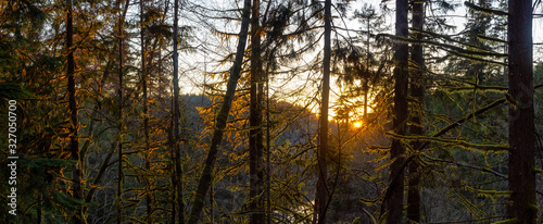 Beautiful and Vibrant Green Woods with fresh trees near a lake during sunset. Taken in White Pine Beach  Port Moody  Vancouver  British Columbia  Canada. Panorama