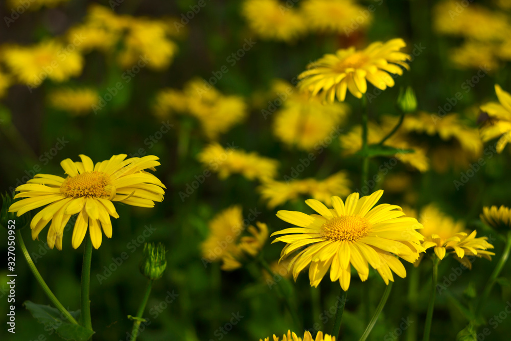 Doronicum orientale (Leopard's Bane) - spring flower like a yellow daisy, beautiful background. Sunflower family (Asteraceae)