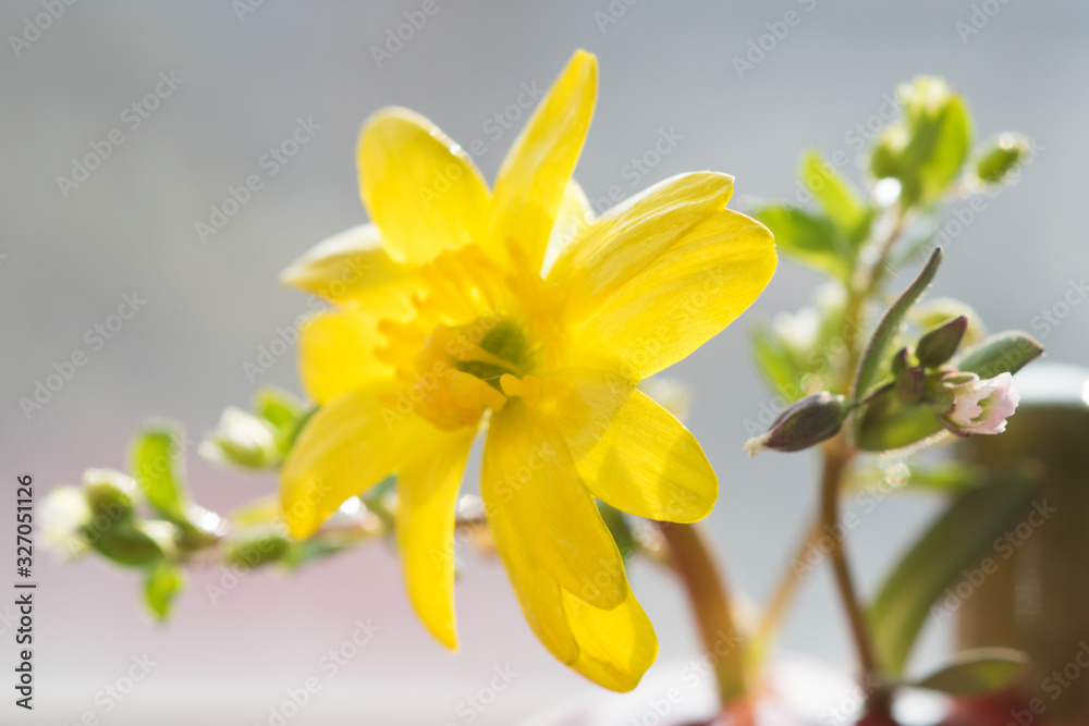Obraz premium Small yellow flower and tiny green sprouts. Closeup on a natural background.