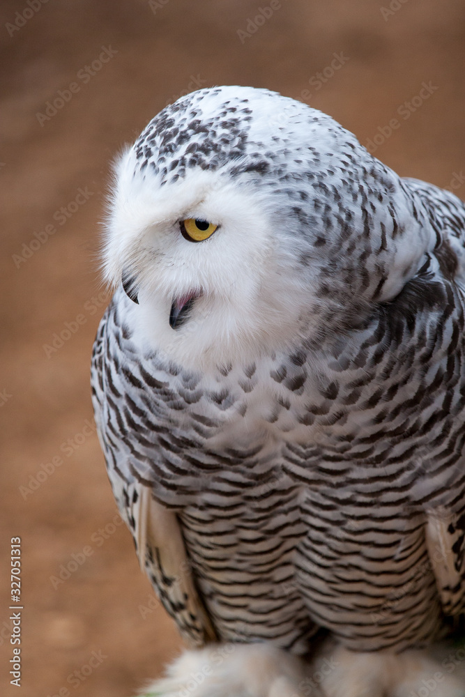 Obraz premium Small owl with open beak and yellow eye