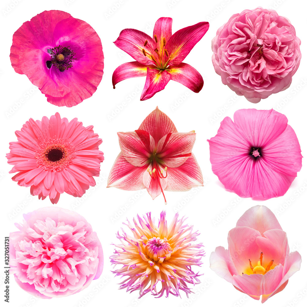 Vivid Kinds Of Pink Flowers Picture Digital Art Vivid Kinds Of Pink Flowers Picture Digital Art