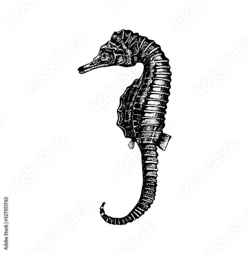 Vector hand drawn illustration of seahorse.