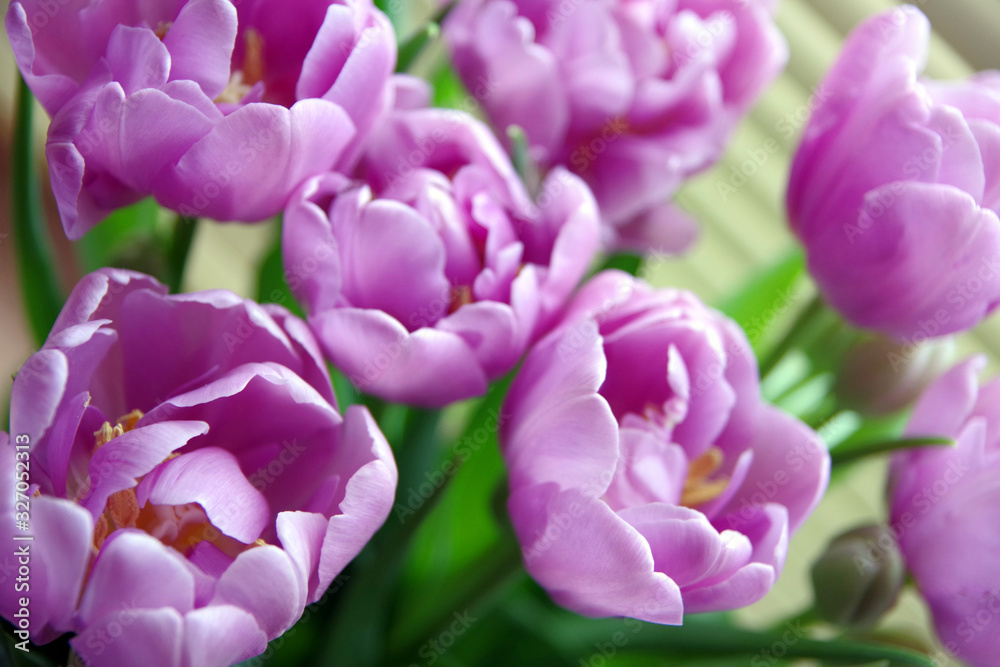 Fototapeta premium tulip, flower, spring, tulips, pink, flowers, nature, purple, garden