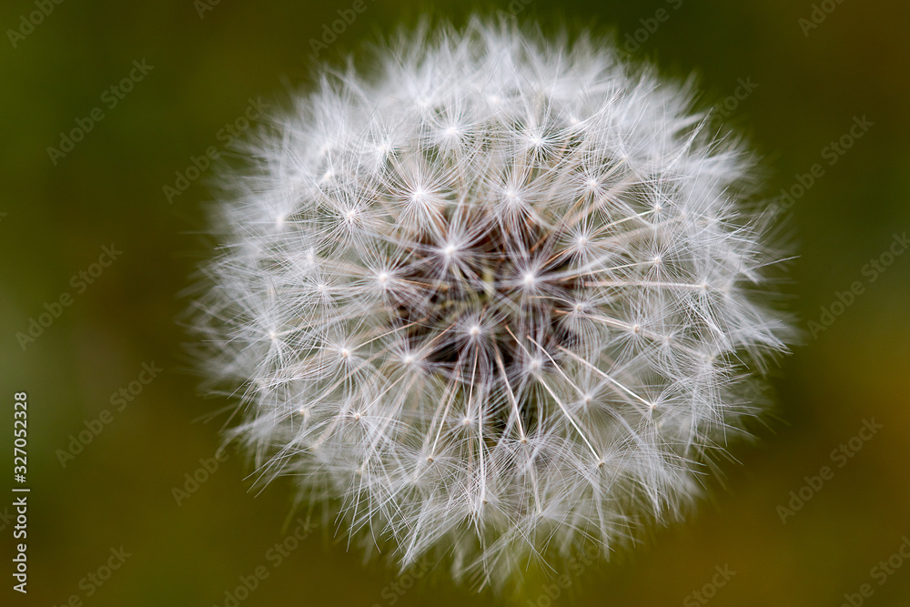 Dandelion top view ripe blossom