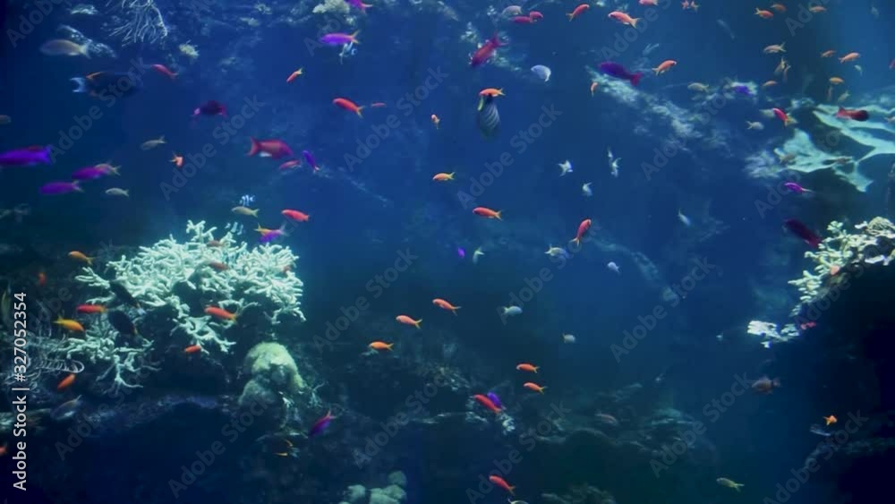 Aquarium in San Francisco, California in the United States Aquarium in San Francisco, California in the United States