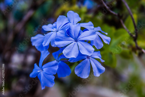 blue flowers on a green background
