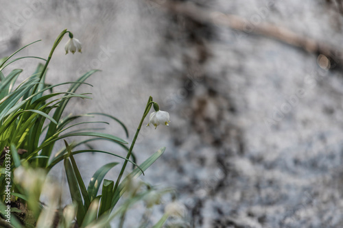Leucojum vernum - Spring snowflake - beautiful white flower with green leaf on meadow. Wild flower with beautiful bokeh.