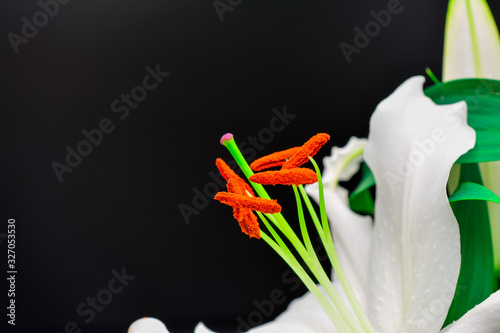 White lily flower with pollen on black background photo