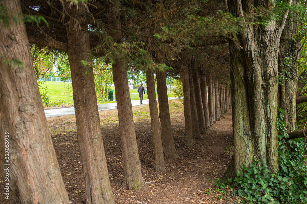 Path Through the Trees Alongside Galloping Goose Trail Path Through the Trees Alongside Galloping Goose Trail