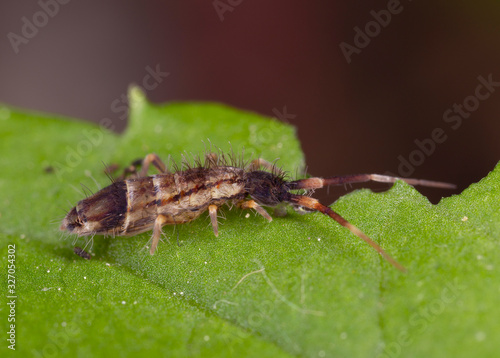 Orchesella flavescens is a species of slender springtail in the family Entomobryidae. Slender springtail, Orchesella flavescens on green leaf