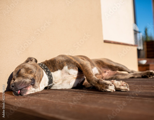 amstaff