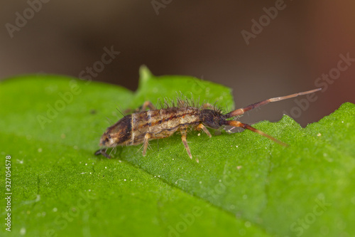 Orchesella flavescens is a species of slender springtail in the family Entomobryidae. Slender springtail, Orchesella flavescens on green leaf