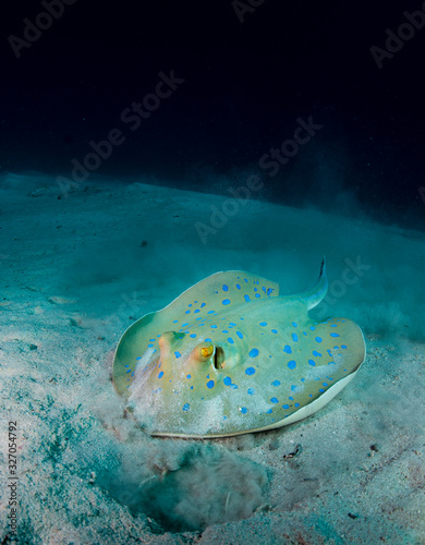 Blue spotted stingray feeding