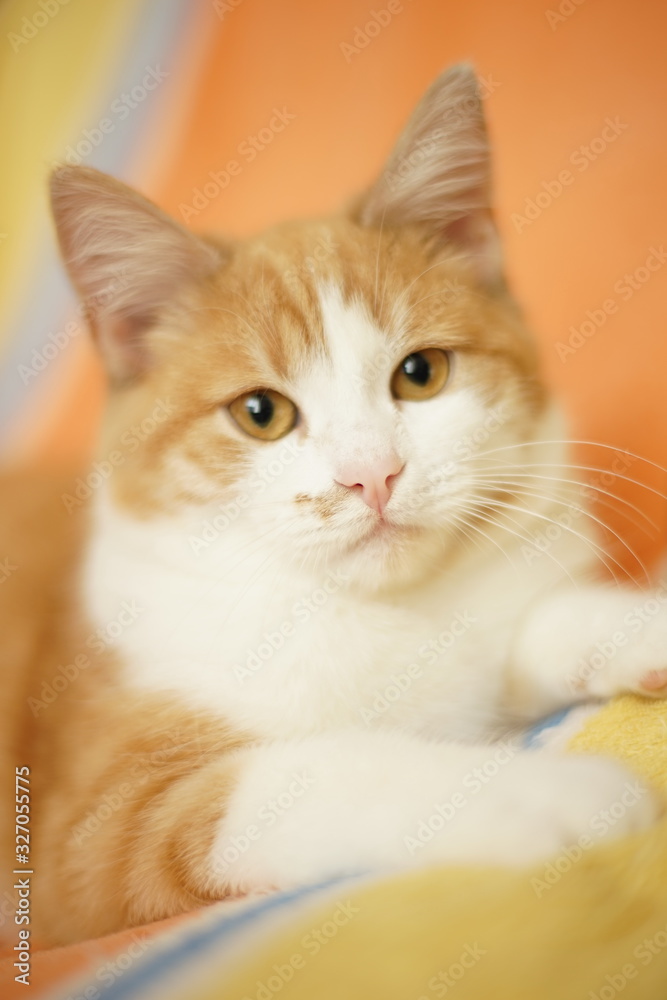 Beautiful ginger white kitten with amber eyes.