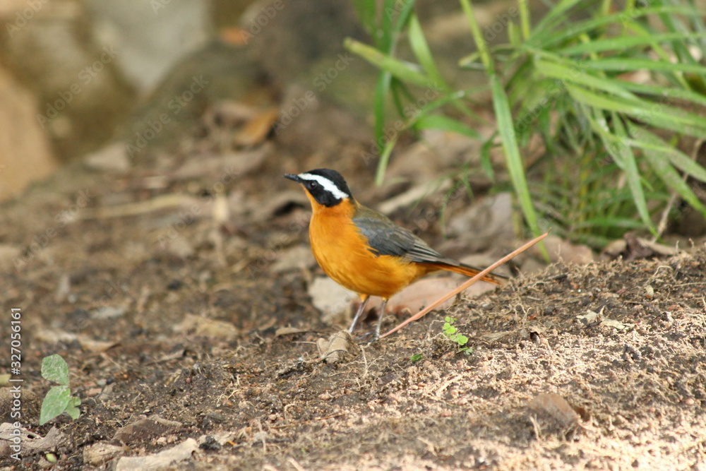 White-browed Robin-Chat in Tanzania White-browed Robin-Chat in Tanzania