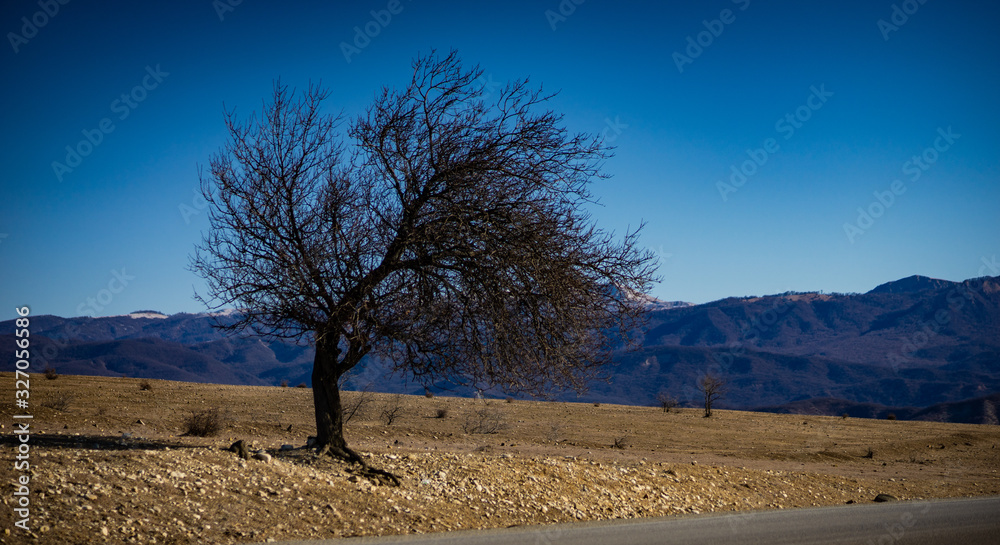 Spring landscape with only tree on a road
