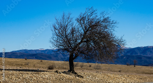 Spring landscape with only tree on a road