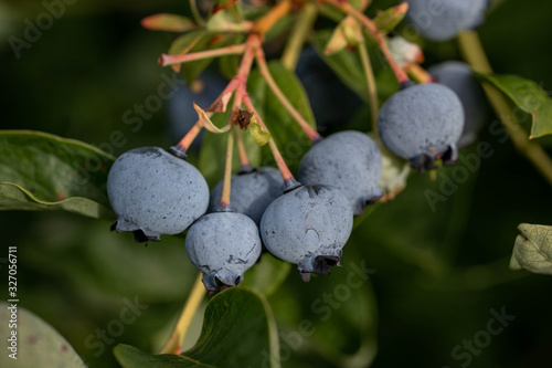 Blueberries fresh on the bush