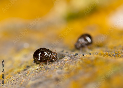 Sminthuridae springtail on lichen, extreme close-up. Globular Sminthuridae springtail, extreme close-up with high magnification. photo