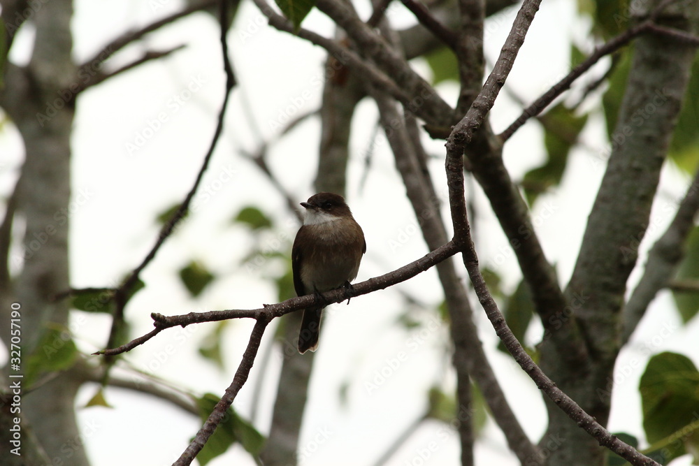 Obraz premium A Swamp Flycatcher in Tanzania