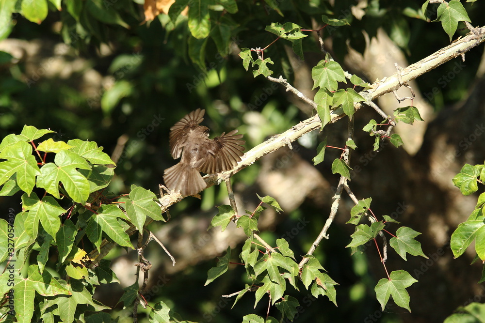 Fototapeta premium A Swamp Flycatcher in Tanzania