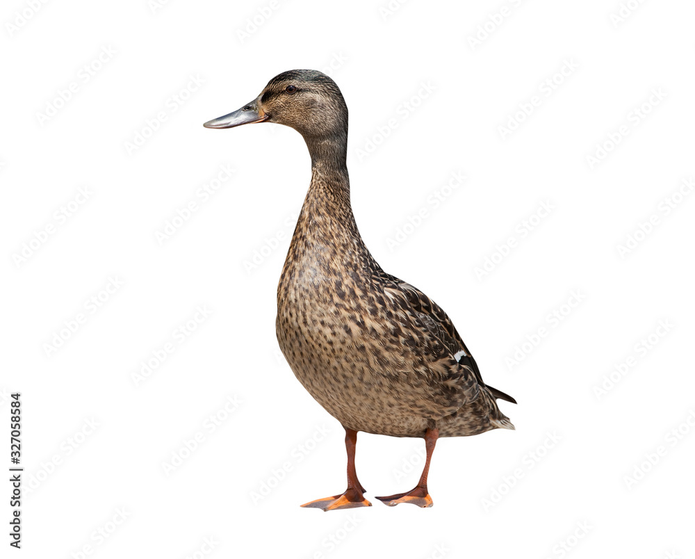 Female mallard duck isolated on a white background Female mallard duck isolated on a white background