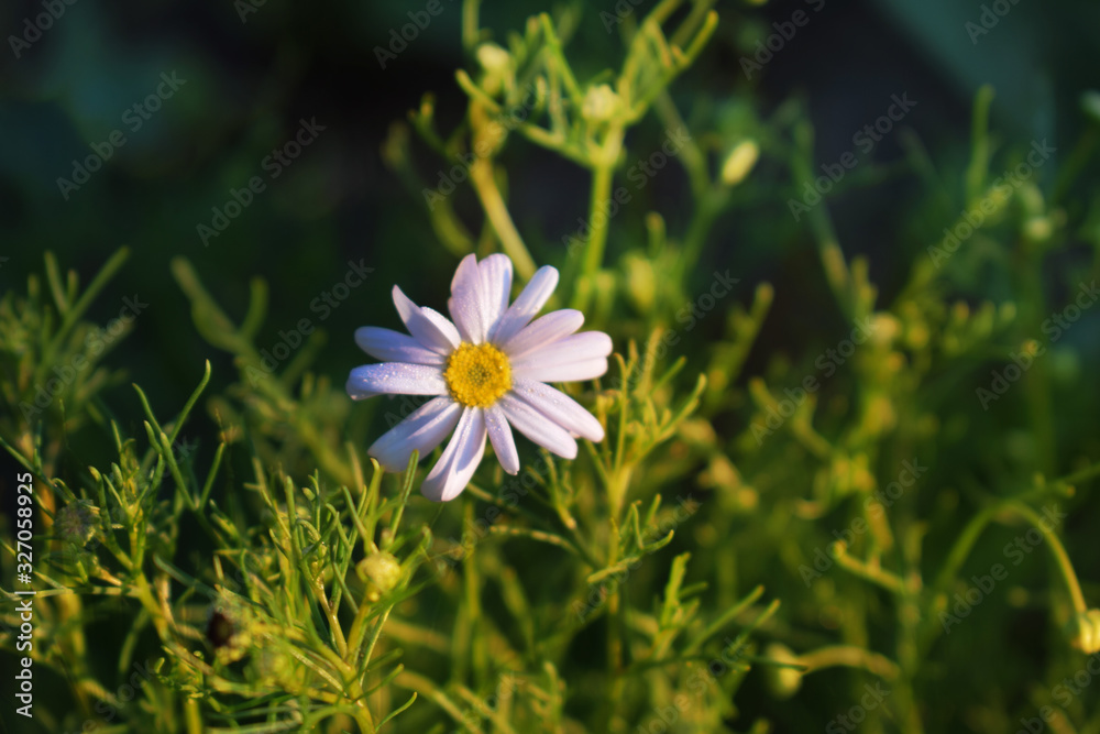 white flower white flower