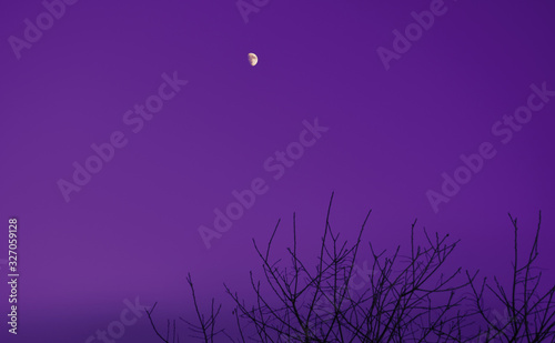 grass and moon