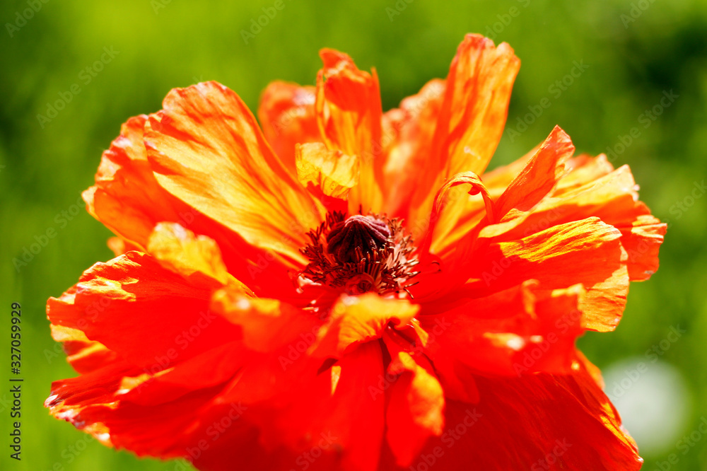 Bright fire poppy on a green background Bright fire poppy on a green background