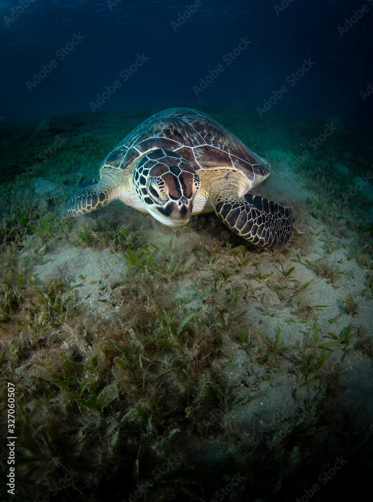 Fototapeta premium Sea Turtle
