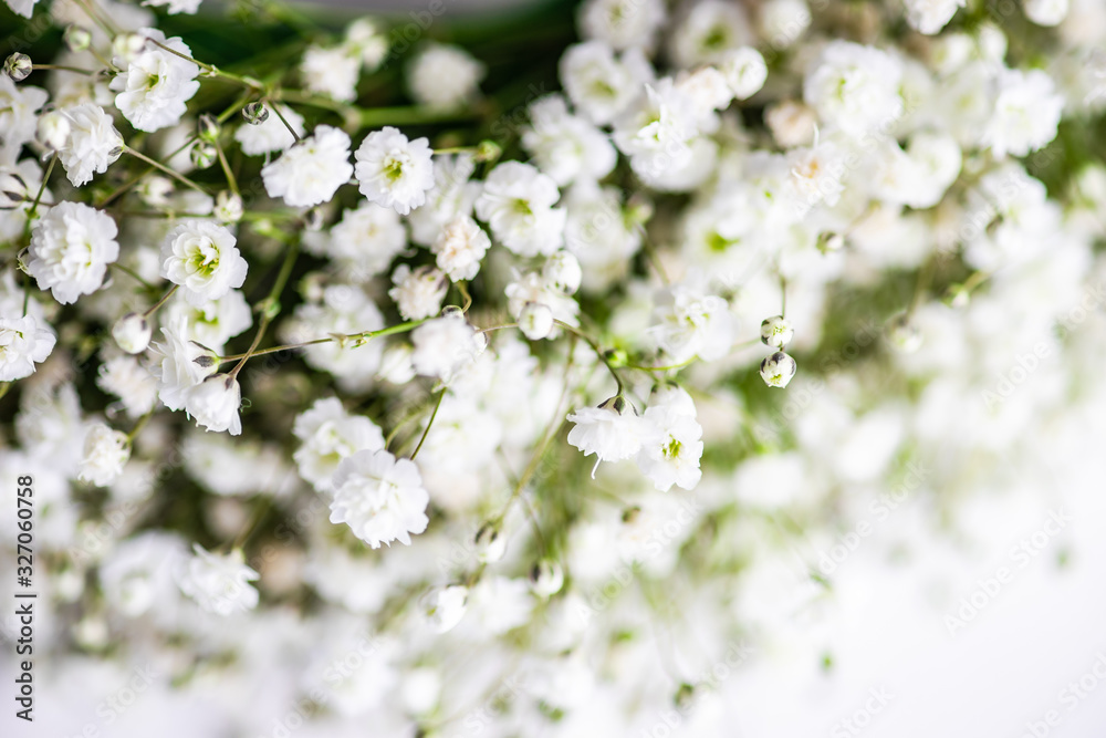Gypsophila paniculata flowers in bridal concept Gypsophila paniculata flowers in bridal concept