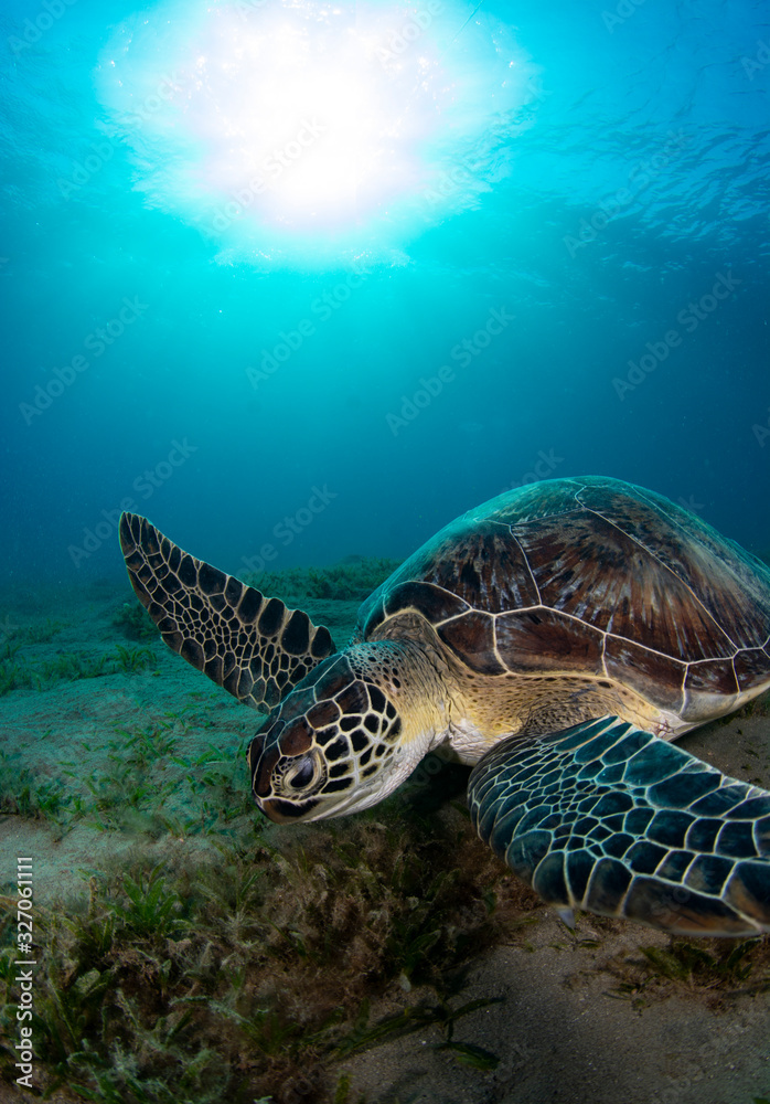 Obraz premium Sea Turtle