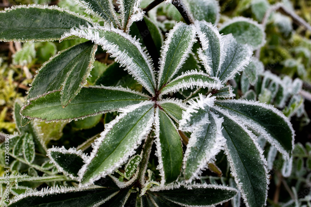 Green background. Background of a green plant with frost. Green plant in winter Green background. Background of a green plant with frost. Green plant in winter