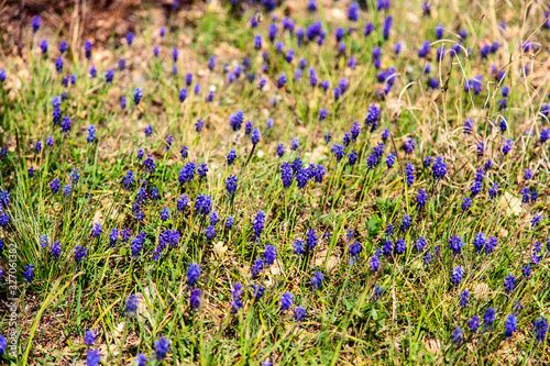 Numerous blue spring flowers on the green lawn. Spring background