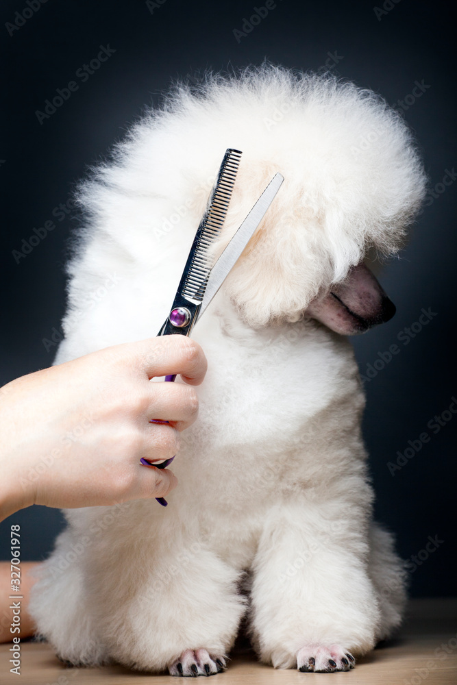dog portrait hairbrush hand table dog portrait hairbrush hand table